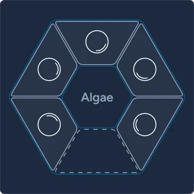 2025 Algae Widget